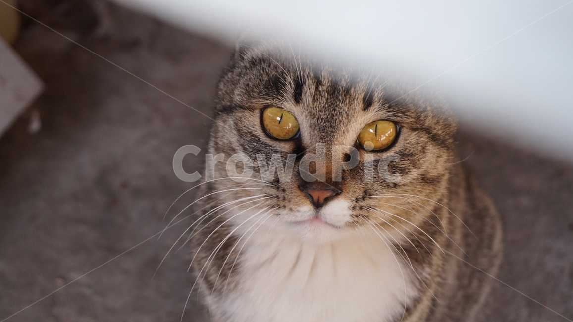 고양이,길냥이,코숏,고등어고양이,고등어,길고양이,동물,animal,포유류,mammal,고양이,cat,kitten,kitty