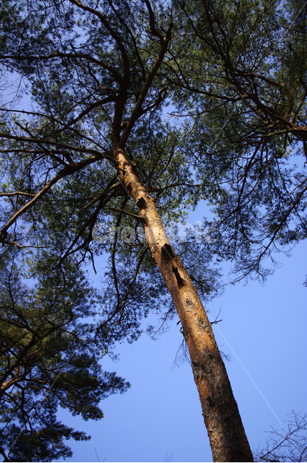 나무,식물,plant,소나무,초록,비석,식물,자연,plants,nature,나무,trees,wood