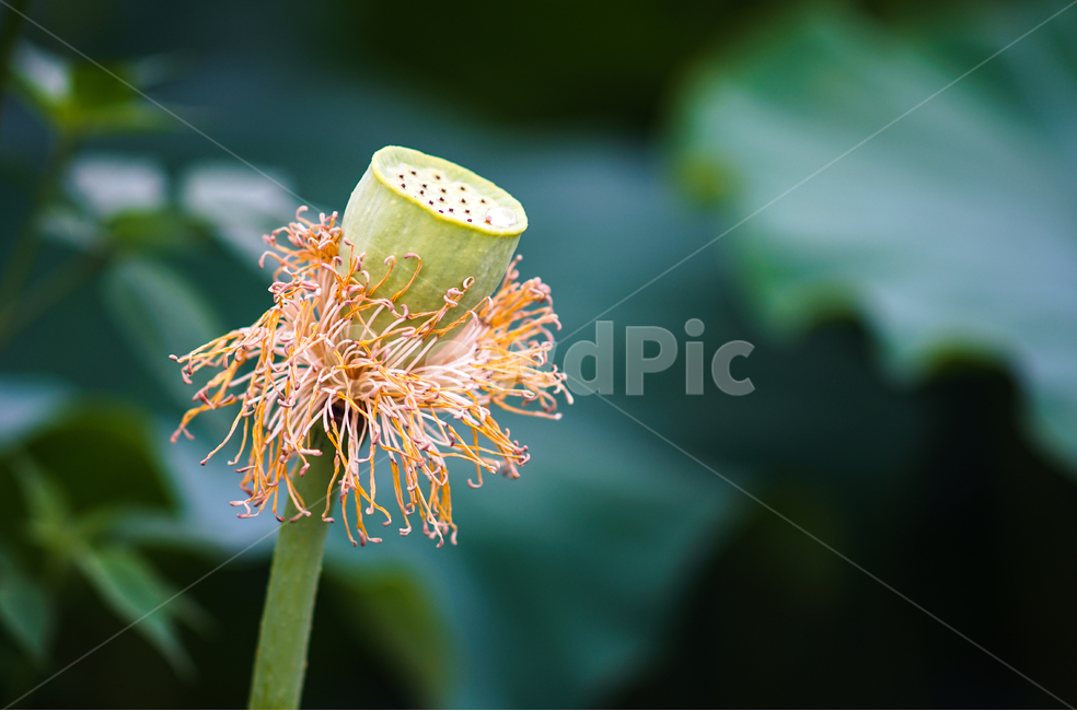 연,연밭,연방,연씨방,수생,식물,식물,자연,plants,nature