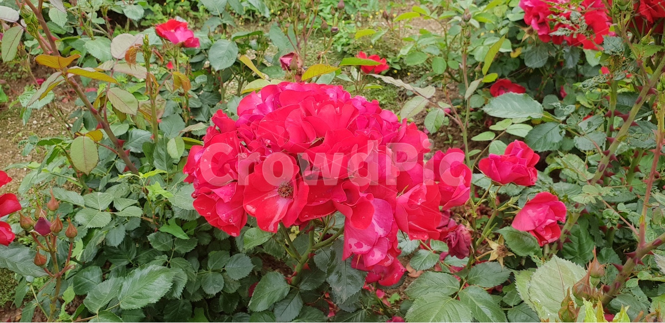 꽃,장미,붉은장미,식물,장미축제,식물,자연,plants,nature,꽃,flower