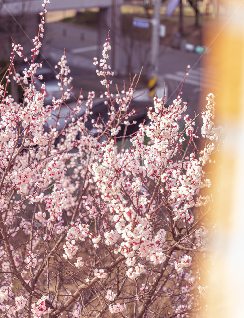plant,식물,flower,blossom,꽃,살구꽃,봄