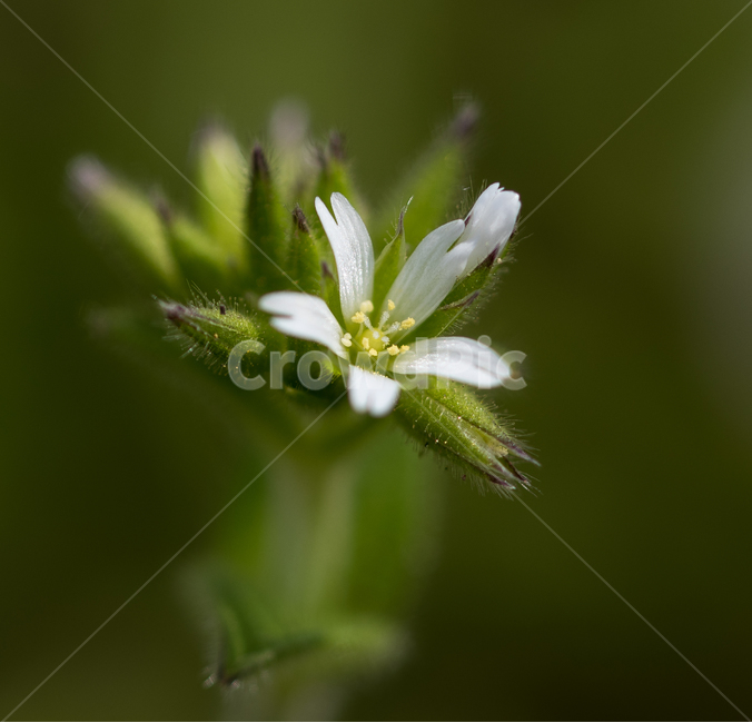 접사,매크로,잔디꽃,잔디,봄꽃,봄,봄,계절,spring,season,식물,자연,plants,nature,꽃,flower,plant