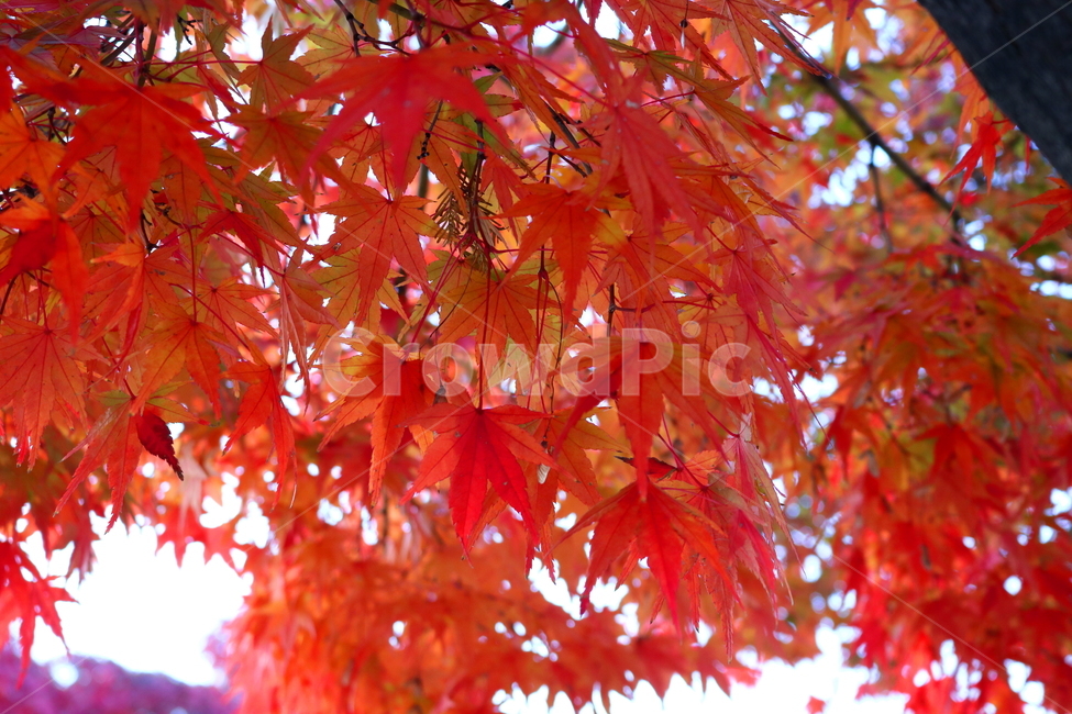 단풍,단풍나무,나무,식물,가을,자연,가을,계절,fall,autumn,season,식물,자연,plants,nature,plant,leaf,잎,tree,maple