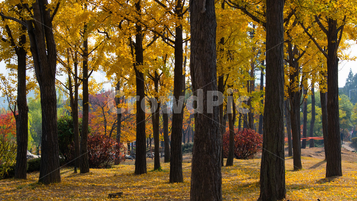 가을,단풍,낙엽,은행나무,숲,가을,계절,fall,autumn,season,자연,풍경,nature,landscape,tree,나무,plant,식물,tree trunk,나무 줄기