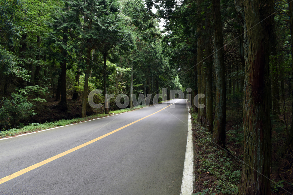 도로,road,아스팔트,나무,길,천왕사,제주,풍경,제주풍경,제주길,제주도로,가로수,예쁜길,구불구불,자연,풍경,nature,landscape,asphalt,freeway,고속 도로,highway,고속도로