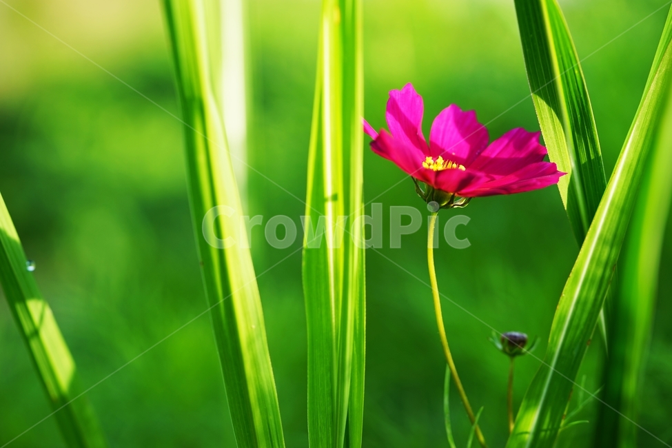 코스모스,꽃,억새,가을억새,이슬,야생화,식물,자연,plants,nature,꽃,flower