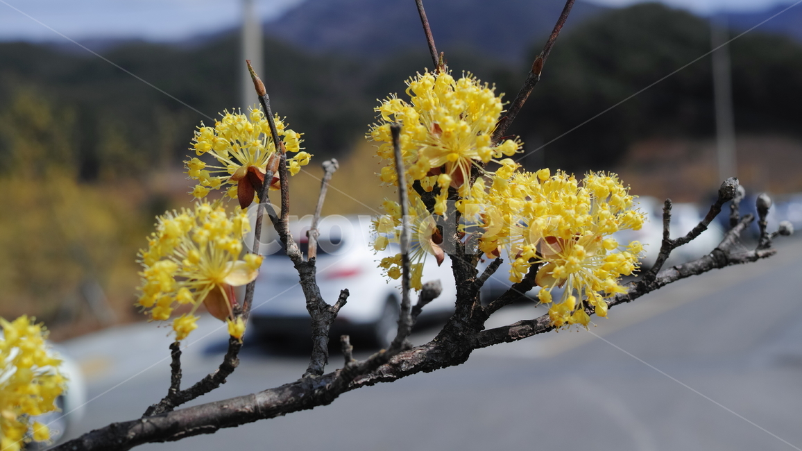산수유,아련한,노랑,만개,접사,식물,자연,plants,nature,꽃,flower