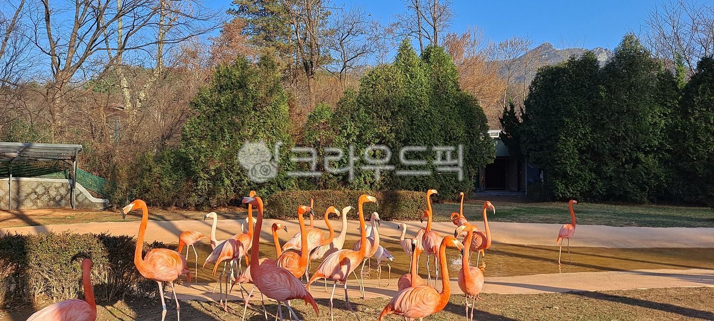 동물, animal, 홍학, 플라밍고, 동물원, 사진,이미지,일러스트,캘리그라피 - Ndmldls1152작가