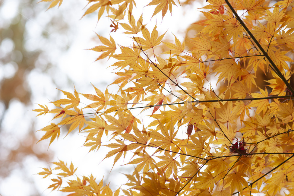 가을,단풍,단풍나무,감성,가을단풍,잎,식물,나무,가을,계절,fall,autumn,season