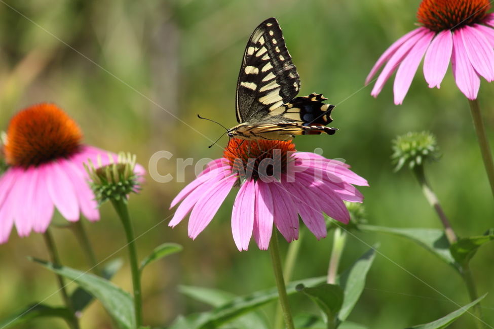 에키네시아,나비,호랑나비,echinacea,swallowtailbutterfly