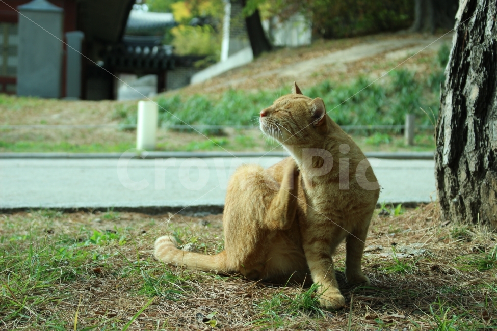 창경궁,들고양이,유기묘,고양이,동물,동물,animal,고양이,cat,kitten,kitty,포유류,mammal
