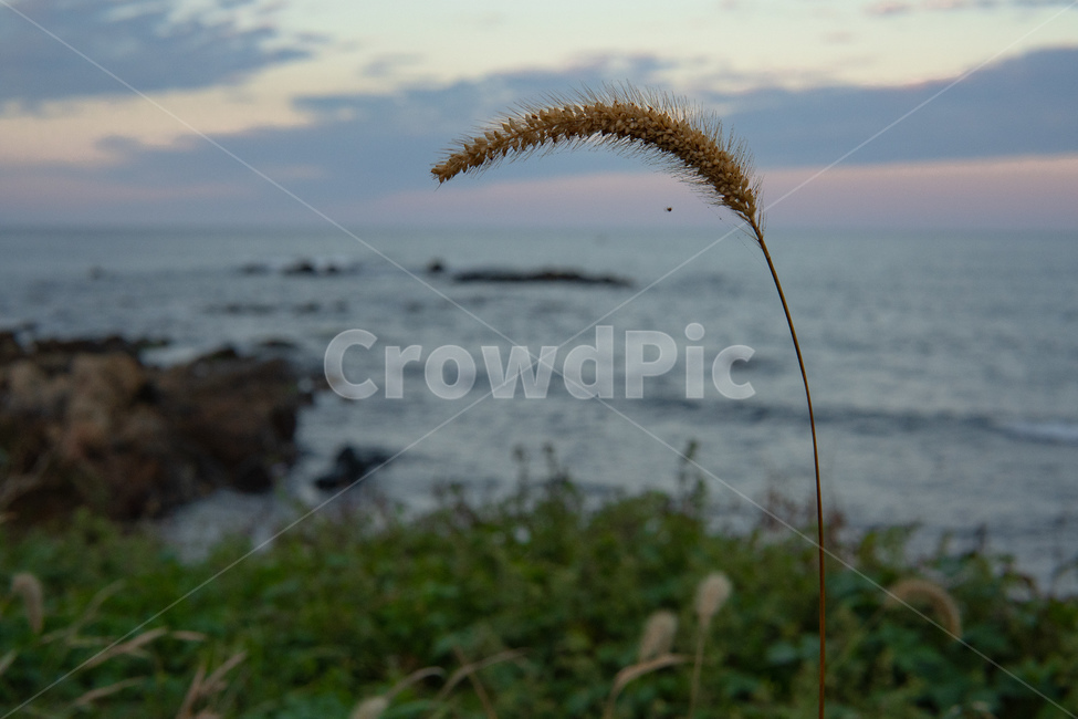 plant,식물,grass,lawn,잔디,강아지풀,벌레,바다,가을바다