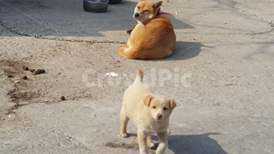 강아지,누렁이,흰둥이,어미와새끼,돌아본다,개,강아지,dog,doggy