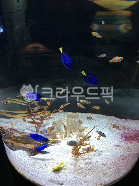 물고기,니모,아쿠아리움,파란물고기,관상용물고기