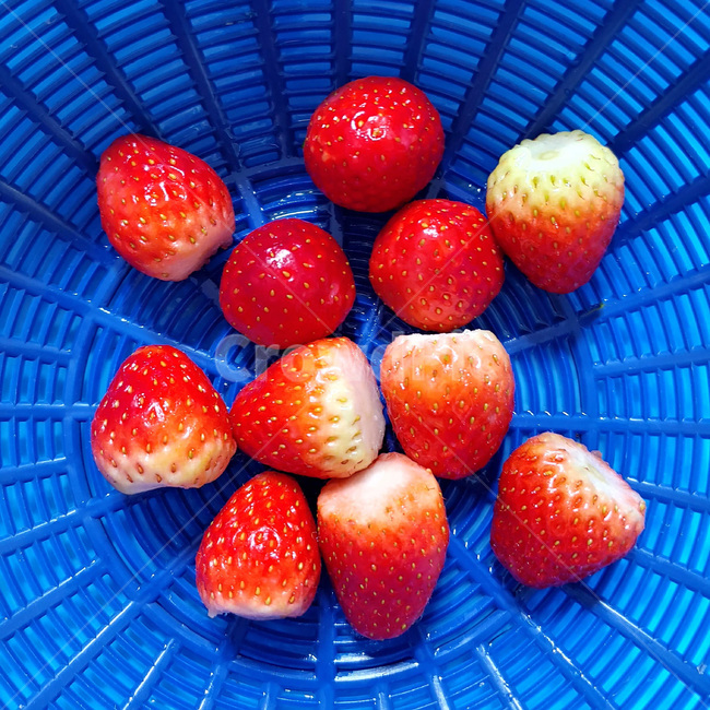 fruit,과일,food,음식,strawberry,딸기,plant,식물,색대비