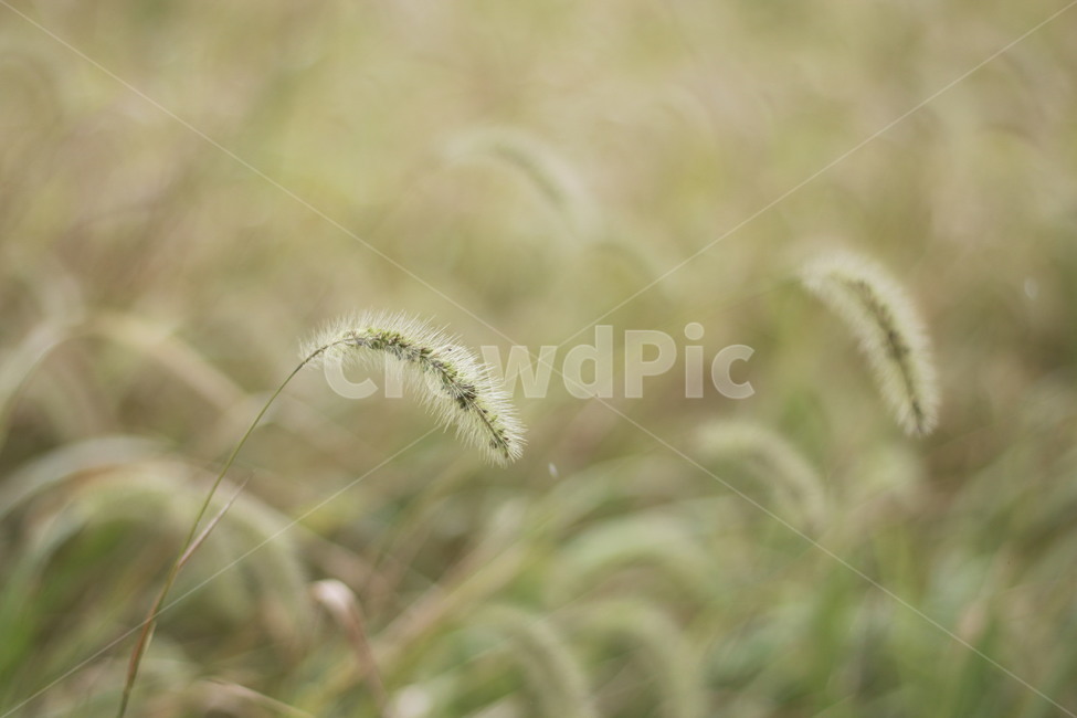 강아지풀,가을,식물,비오는날,녹색,식물,자연,plants,nature,감성,sensible,feeling
