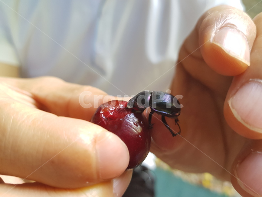 풍뎅이,자두,손,자연,곤충,동물,animal,곤충,벌레,insect,bug,사람,인물,인간,human,person,신체일부,몸,body