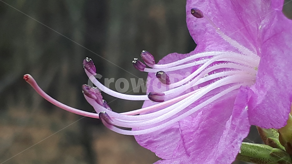 plant,식물,blossom,꽃,flower,진달래,azalea,두견화,식물,자연,plants,nature,꽃,flower