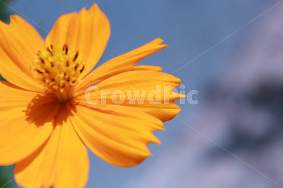 코스모스,꽃,주황,배경,flower,가을,계절,fall,autumn,season,식물,자연,plants,nature,꽃,flower,plant,blossom