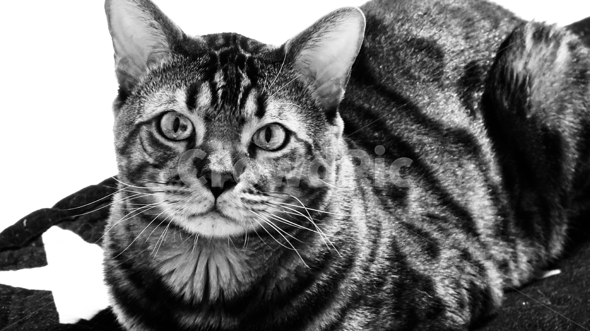 포유류,cat,고양이,애완동물,pet,동물,동물,animal,포유류,mammal,고양이,cat,kitten,kitty
