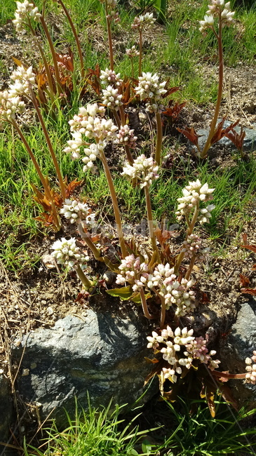 나무,식물,꽃,봄꽃,나무줄기,나무가지,봄,plant,tree,treetrunk,flower,blossom,꽃잎,돌단풍
