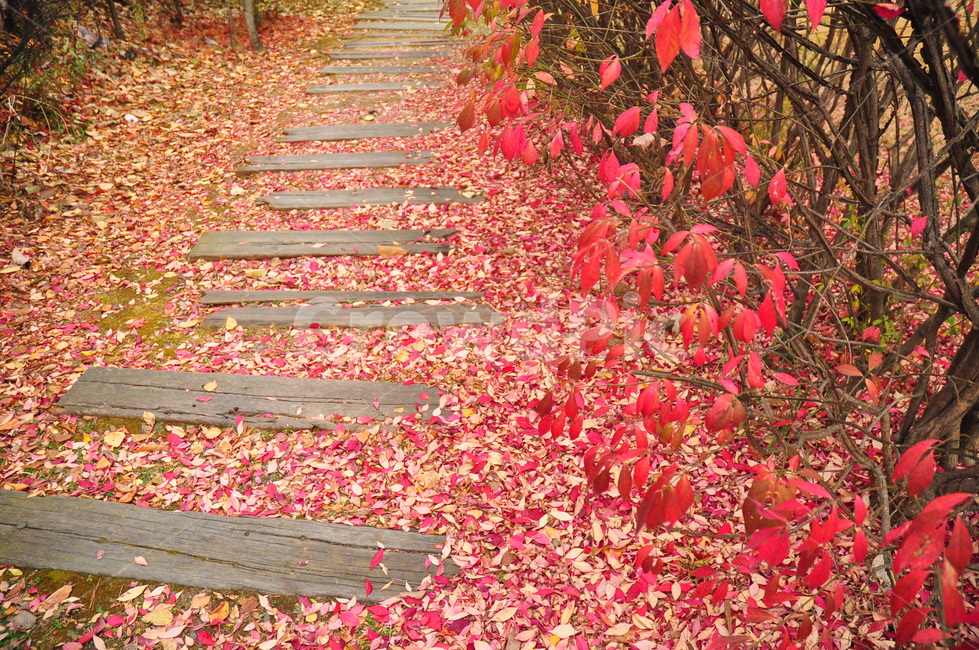 파주,헤이리마을,가을,낙옆,붉은잎,길,나무잎,village,autumn,fallenleaves,red,color,road,path,가을,계절,fall,autumn,season,식물,자연,plants,nature,leaf,잎,plant,tree,나무,blossom,꽃,flower,petal,꽃잎