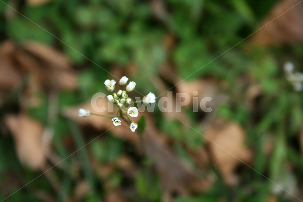 냉이,냉이나물,냉이꽃,봄,봄날,감성,spring,flower,풍경,식물,새싹,잎,초록,꽃,하얀,흰색,white,봄,계절,spring,season,식물,자연,plants,nature,꽃,flower,plant,blossom