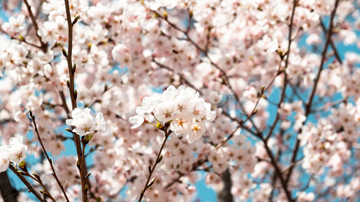 봄,벚꽃,벚꽃나무,꽃,flower,cherryblossom,spring,자연,감성사진