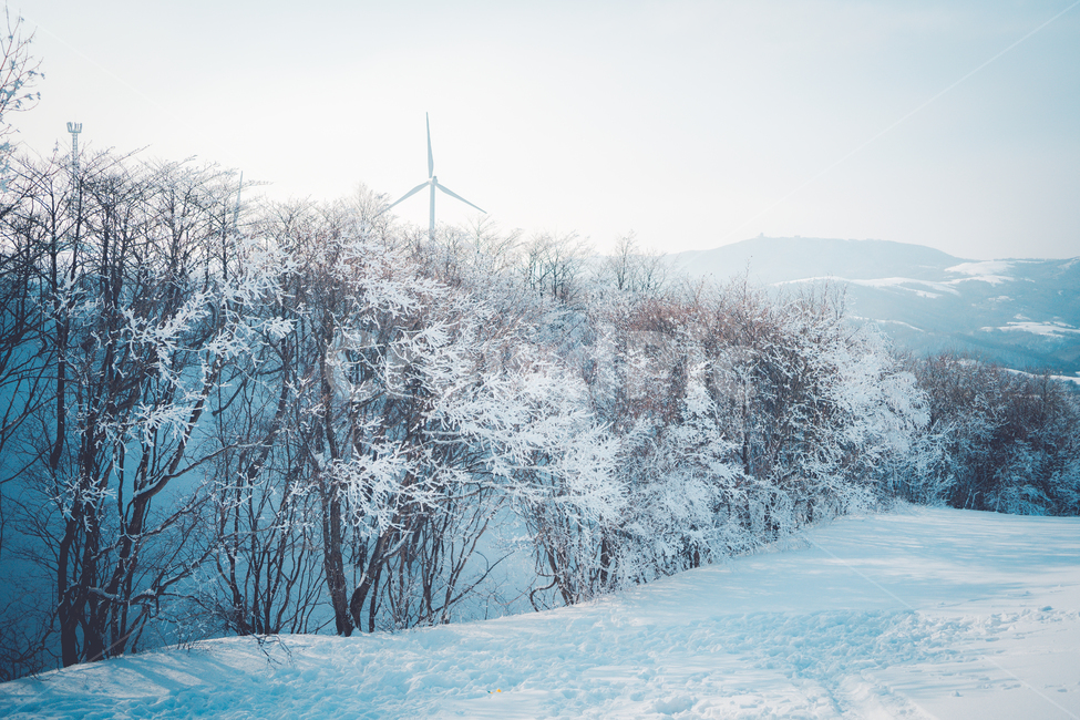 nature,자연,눈,나무,snow,겨울,계절,winter,season,자연,풍경,nature,landscape