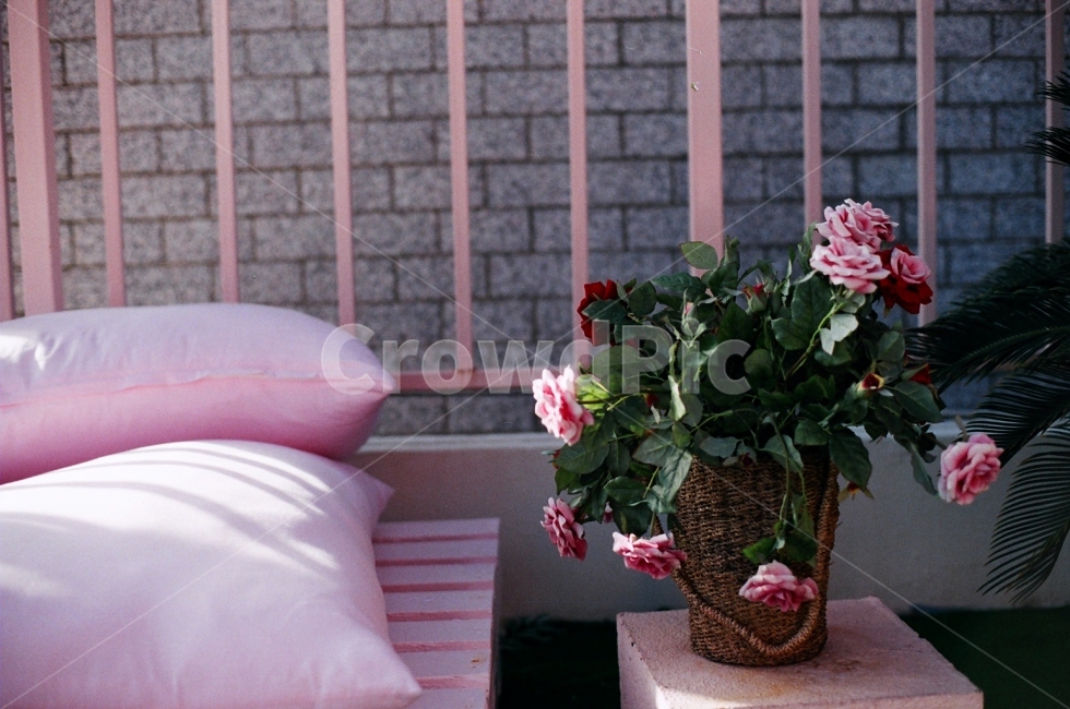 인테리어,핑크,꽃,카페,필름사진,필름,감성사진,분위기,식물,자연,plants,nature,꽃,flower,실내용화초,화분,화초,house plant,색깔,색상,색채,색감,color sense,color sensitivity,feeling of color,인테리어,실내디자인,interior design