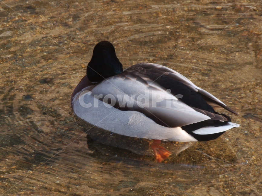 오리,동물,개울가,배경,조류,불광천,동물,animal,조류,새,birds