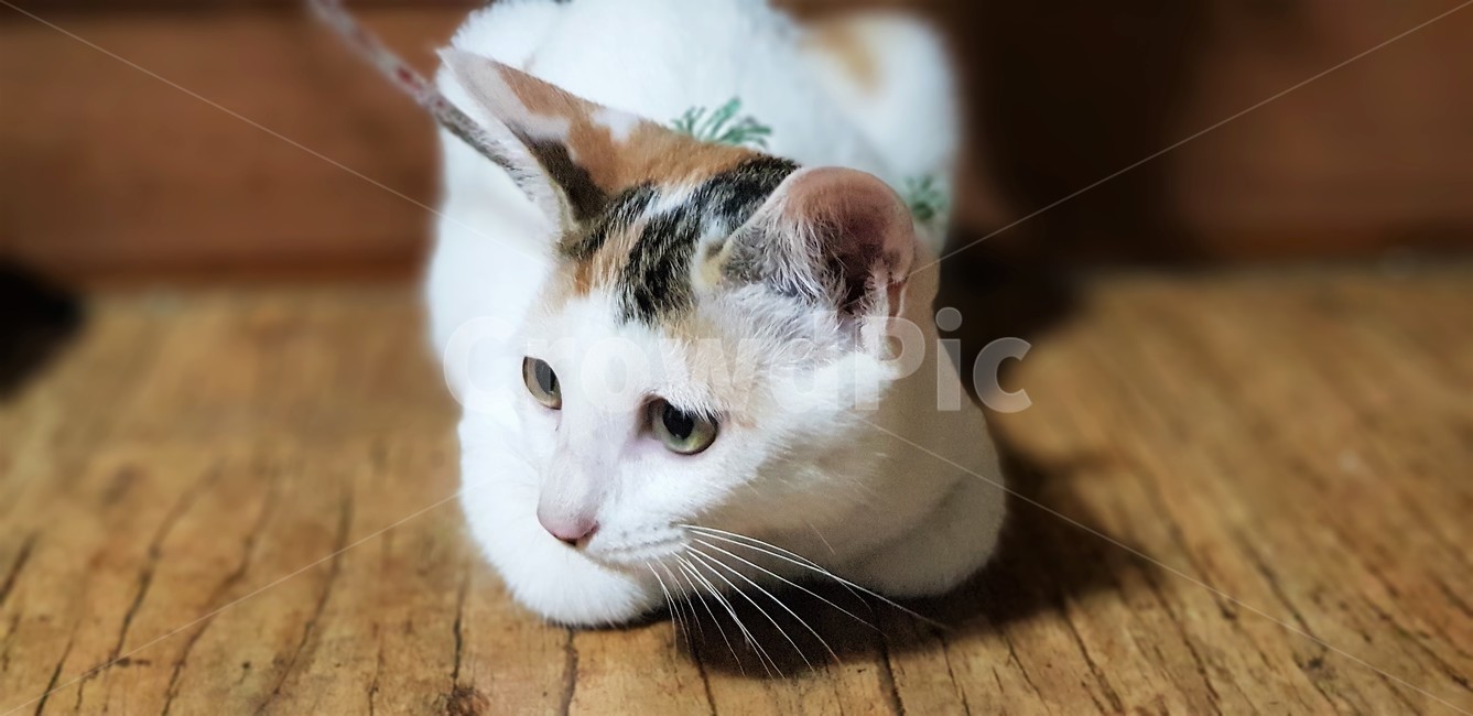 고양이,동물,애완동물,냐옹이,귀여움,휴식,동물,animal,포유류,mammal,고양이,cat,kitten,kitty