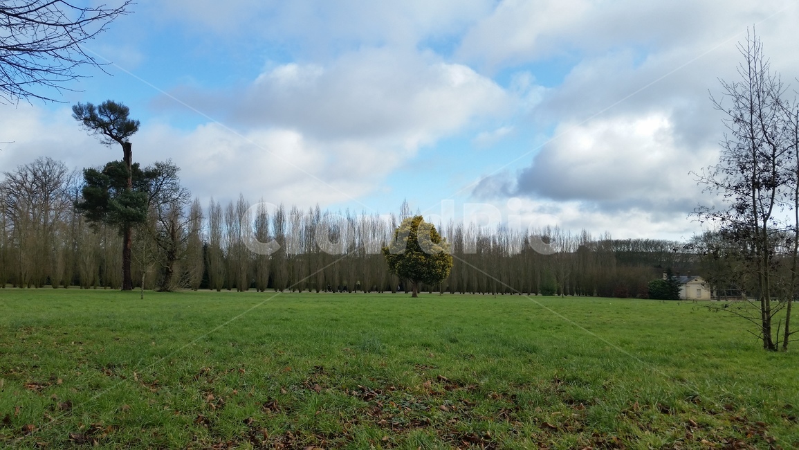 grass,잔디,plant,식물,field,들,나무,treee,프랑스,공원,자연,풍경,nature,landscape