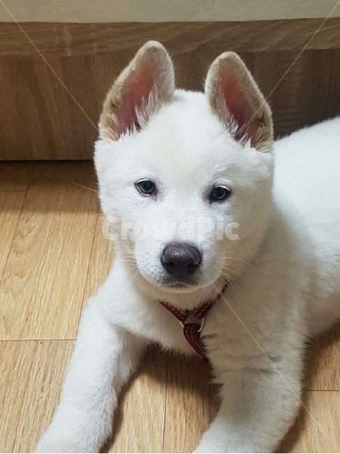 애완견,풍산개,강아지,귀여운강아지,dog