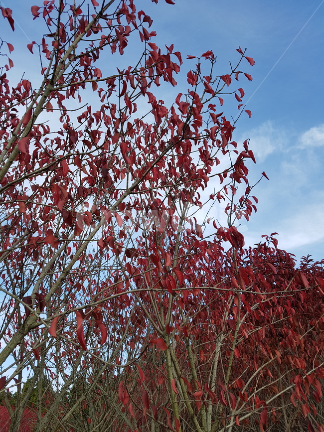 제주,제주도,항몽유적지,화살나무,가을,단풍,하늘,풍경,감성,가을,계절,fall,autumn,season,식물,자연,plants,nature,나무,trees,wood,plant,tree
