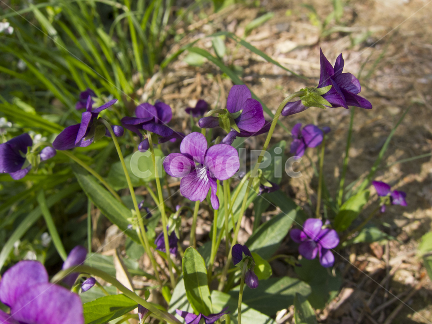 꽃,봄꽃,산속식물,flower,꽃밭,식물,자연,plants,nature,꽃,flower