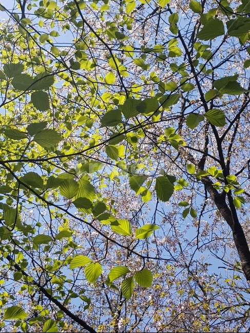 숲,맑음,나무,봄,햇빛,산,자연,울창한,나뭇잎,여유로운