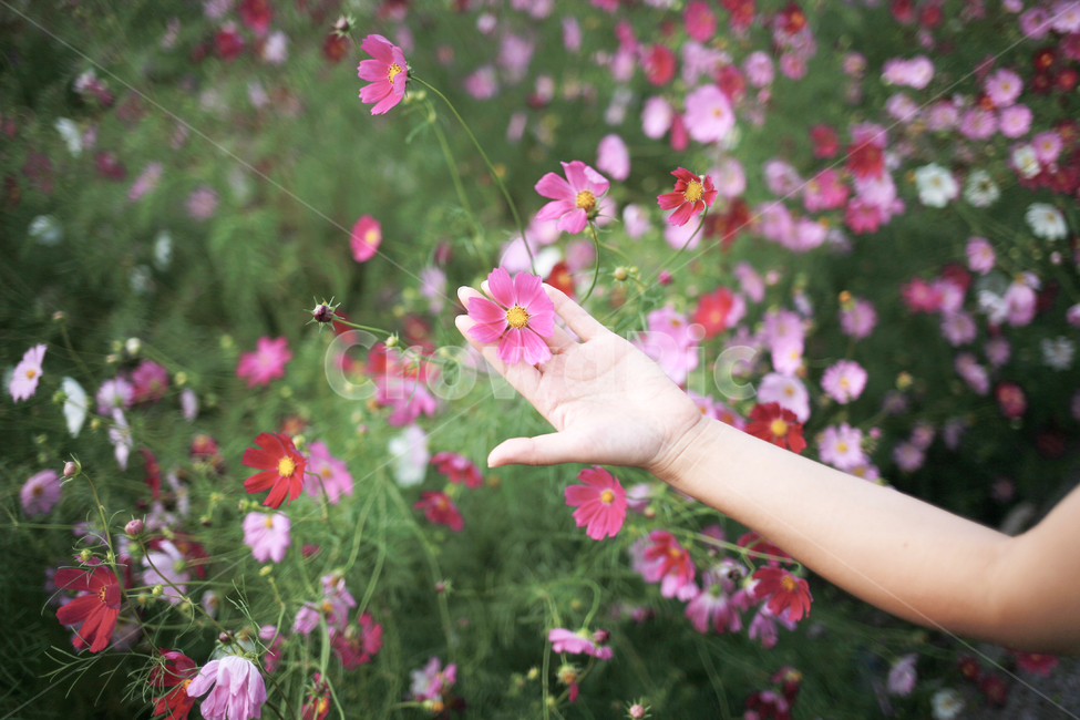 코스모스,여자,꽃놀이,가을,손,식물,자연,plants,nature,꽃,flower,사람,인물,인간,human,person,여성,여자,woman,female,lady