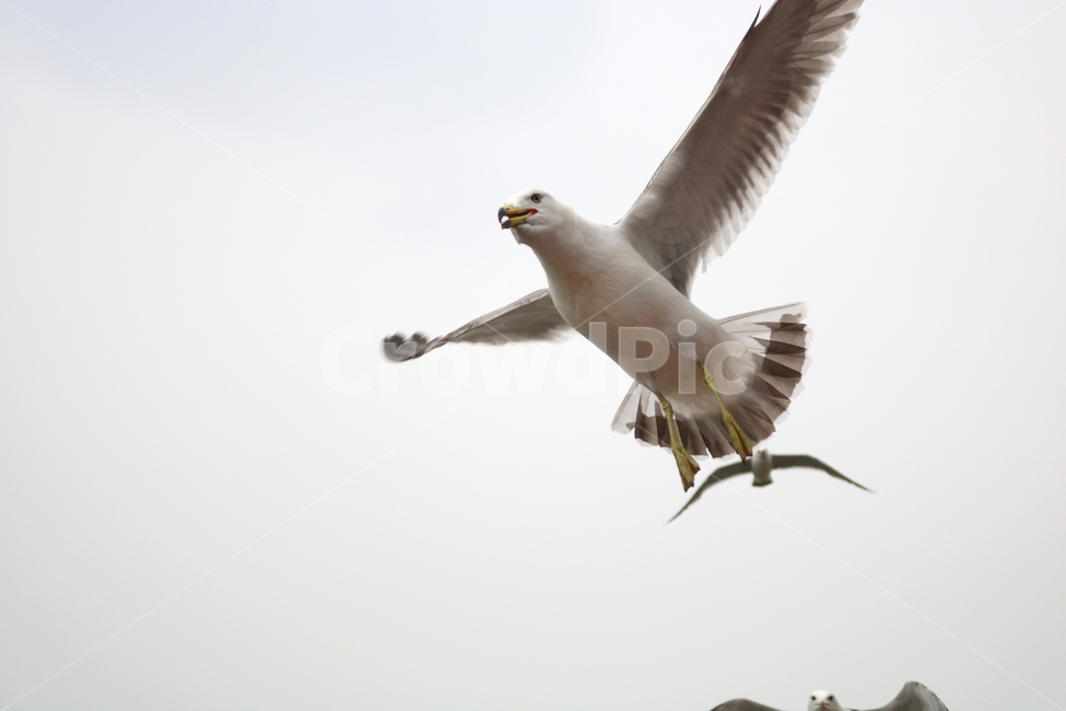 갈매기,새,조류,동물,하늘,동물,animal,조류,새,birds