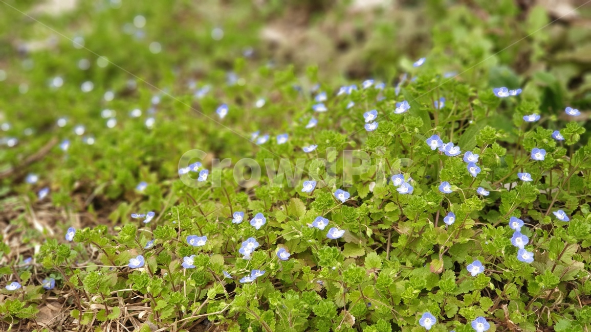 산책길,꽃피는거리,들꽃모음,공원,풍경,식물,자연,plants,nature,꽃,flower