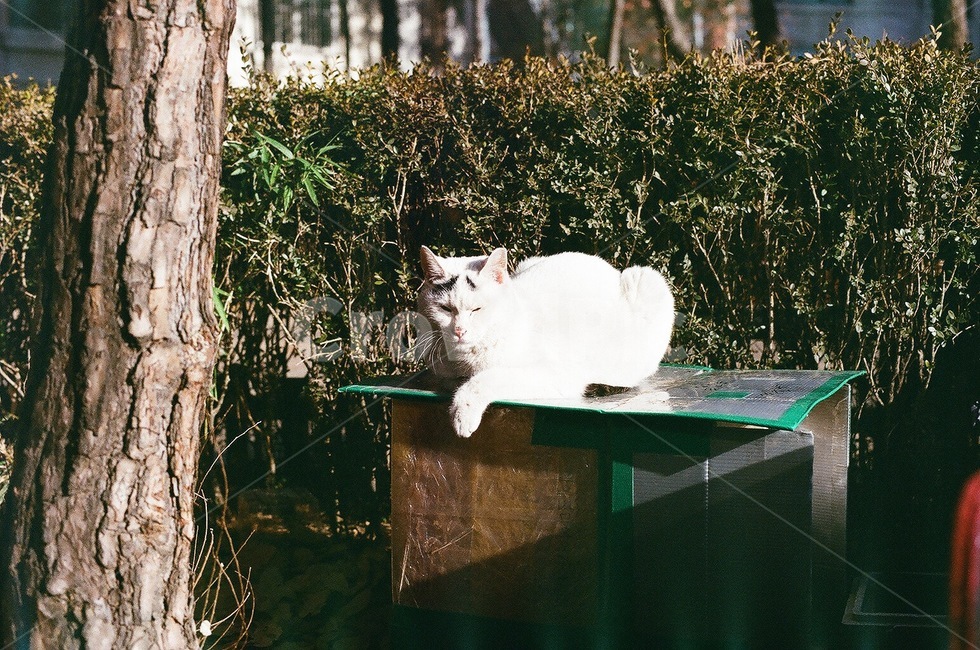 필름사진,고양이,길고양이,놀이터,감성사진,동물,animal,포유류,mammal,고양이,cat,kitten,kitty