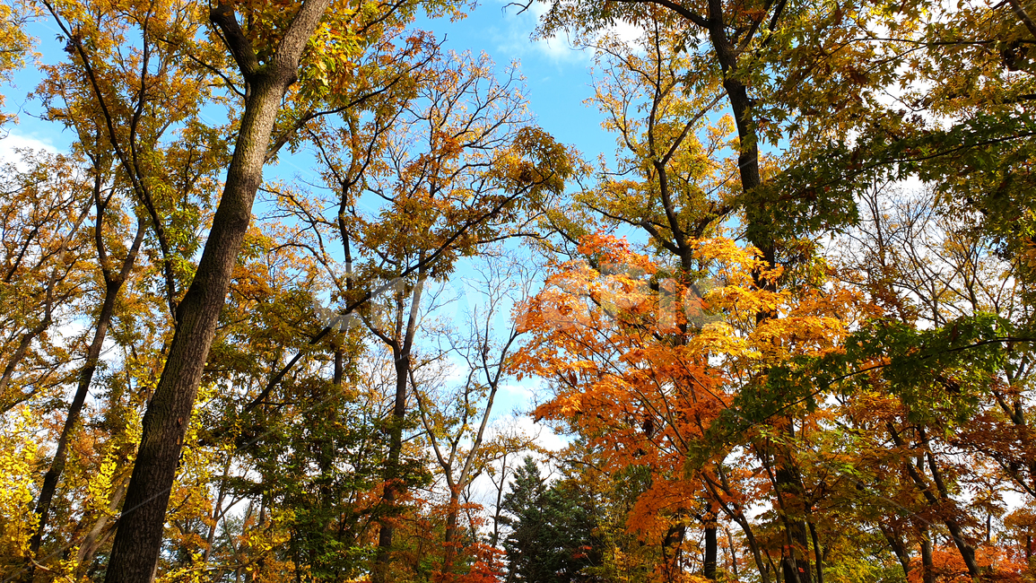 가을,단풍,단풍잎,은행,은행잎,나무,나무줄기,잎,식물,tree,plant,treetrunk,leaf,하늘,sky,autumn,가을,계절,fall,autumn,season,tree trunk,나무 줄기