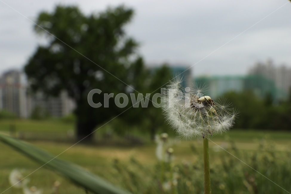 plant,식물,blossom,꽃,flower,식물,자연,plants,nature,꽃,flower