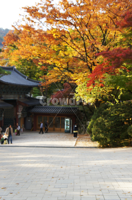 가을,단풍,나무,기와집,단풍나무