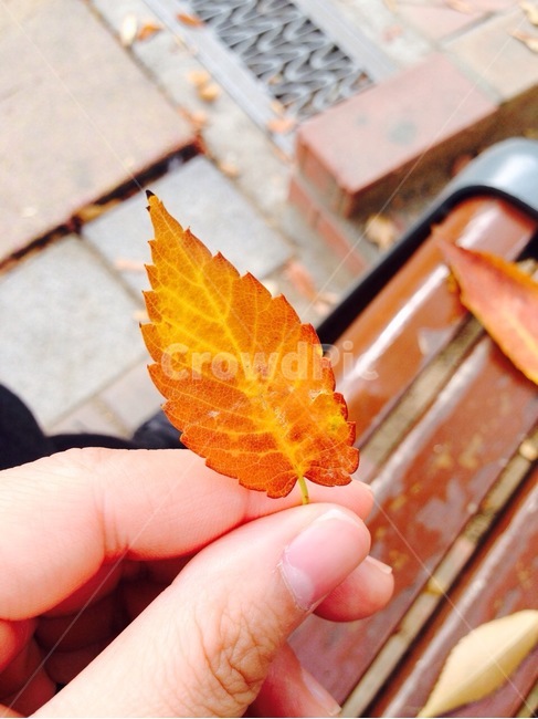 낙엽,가을,벤치,공원,fallenleaves,fall,autumn,bench,park