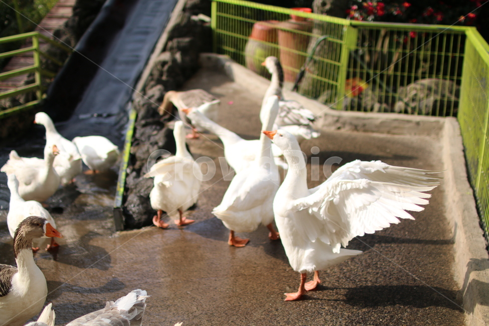 오리,거위,동물,duck,animal,goose,양서류,날개,나는,fly,겨울,winter,흰,white,부리,눈,접사,제주도,jeju,제주,조류,새,birds
