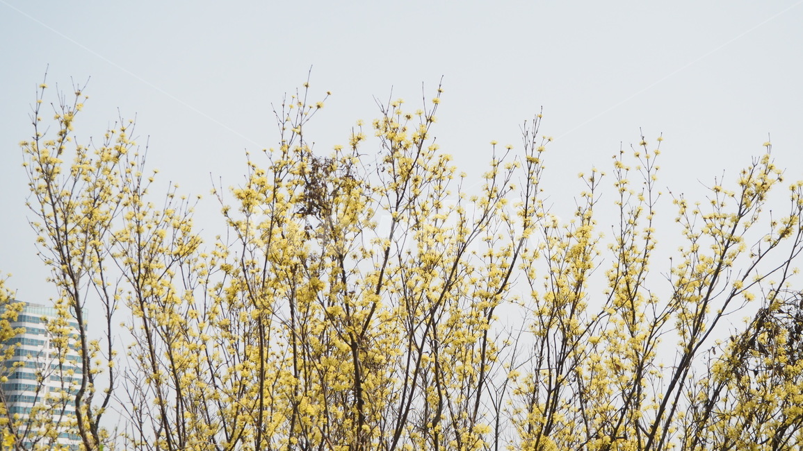 봄,개나리,노란꽃,노란색,꽃,flower,spring