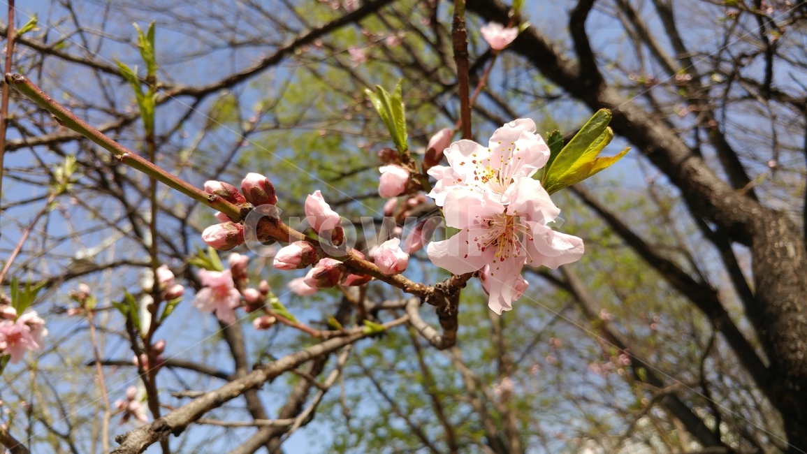 벚꽃,나무,꽃,분홍,봄,식물,가지,하늘,flower,봄꽃,분홍색꽃