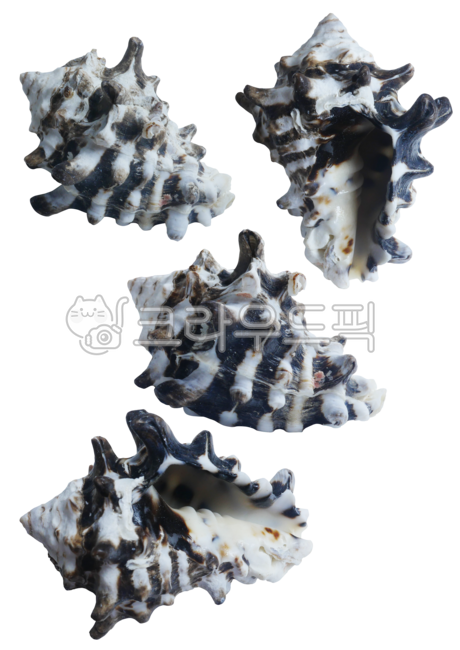 conch,Transparency,Nukki,sealife,seashell,Biology,separation,prop,conch shell,seafood,nature,beating,png,Layer,shellfish,ocean,animal,clam,horn conch,object