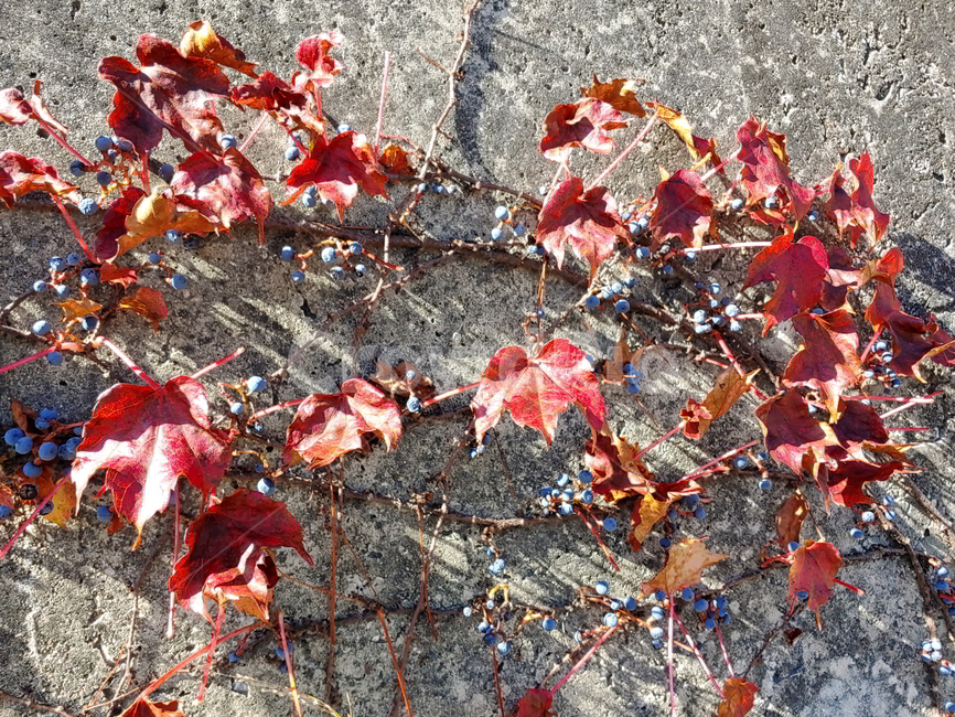 담쟁이,넝쿨,가을,식물,나무,가을,계절,fall,autumn,season,식물,자연,plants,nature,plant,leaf,잎,tree